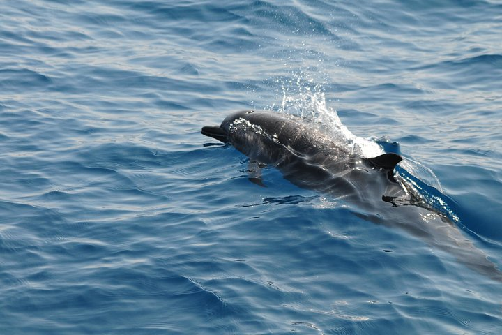 Sunrise dolphin watching experience and Bar Reef snorkelling - Kalpitiya - Photo 1 of 7